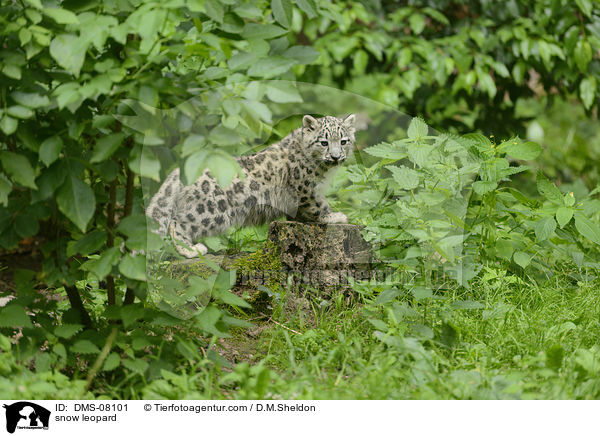 snow leopard / DMS-08101