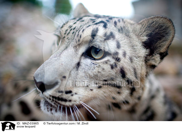 snow leopard / MAZ-03965