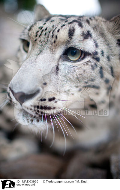 snow leopard / MAZ-03966