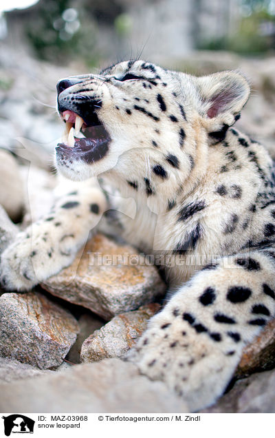 Schneeleopard / snow leopard / MAZ-03968