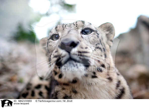Schneeleopard / snow leopard / MAZ-03969