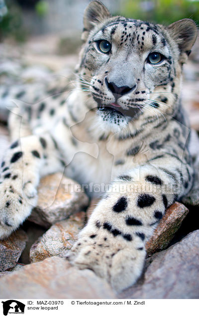 snow leopard / MAZ-03970