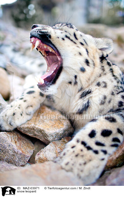 snow leopard / MAZ-03971