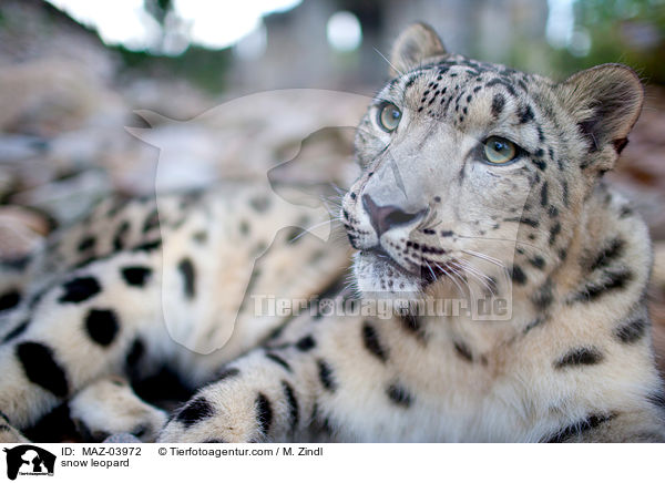 Schneeleopard / snow leopard / MAZ-03972