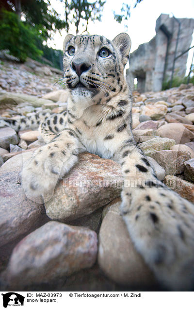 snow leopard / MAZ-03973