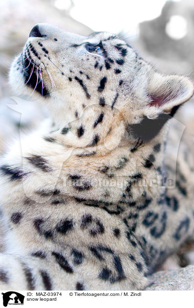 snow leopard / MAZ-03974