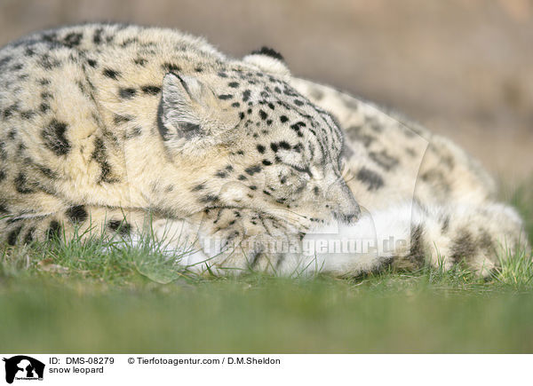 snow leopard / DMS-08279