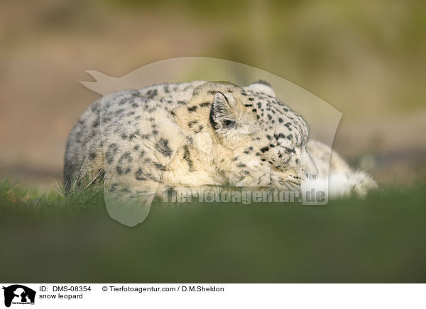 snow leopard / DMS-08354