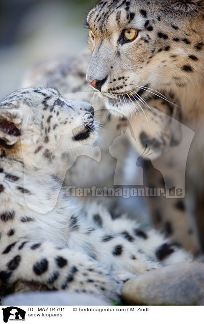 snow leopards / MAZ-04791