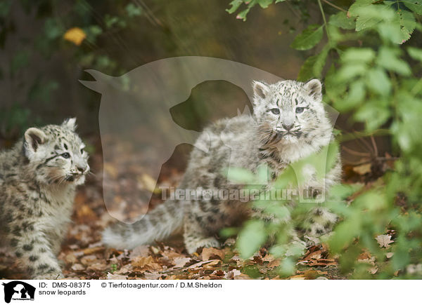 snow leopards / DMS-08375