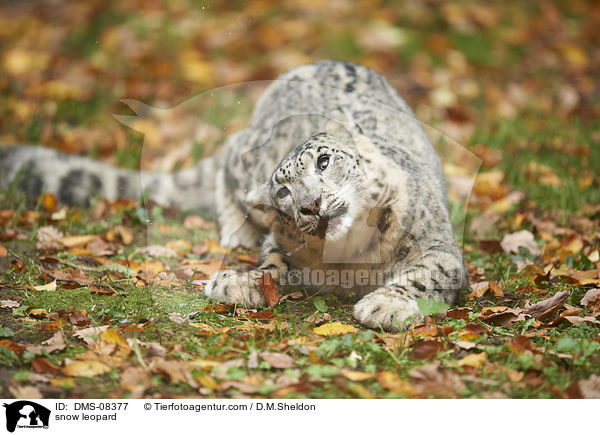 snow leopard / DMS-08377