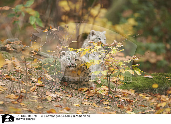 snow leopards / DMS-08378