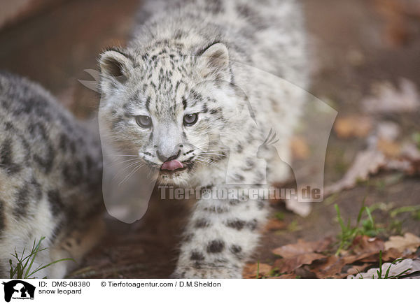 snow leopard / DMS-08380