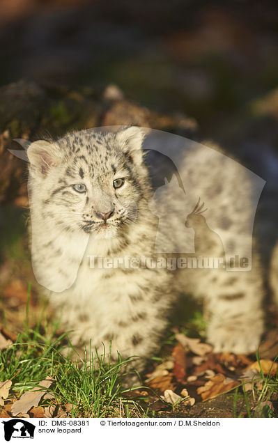 snow leopard / DMS-08381