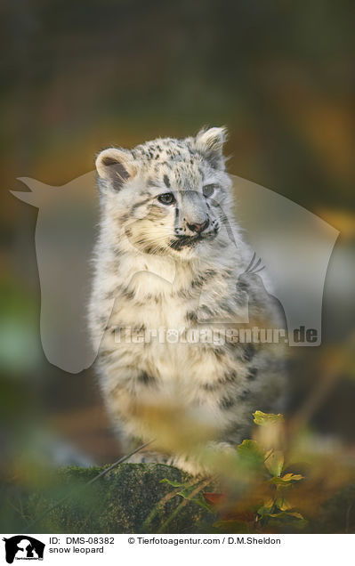 snow leopard / DMS-08382