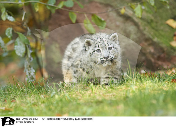 snow leopard / DMS-08383