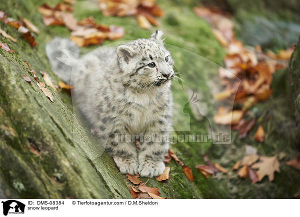 snow leopard / DMS-08384