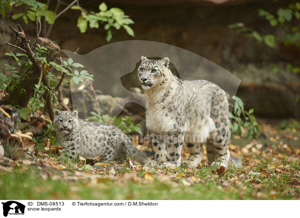 snow leopards / DMS-08513