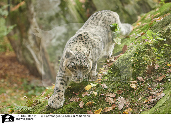 Schneeleopard / snow leopard / DMS-08514