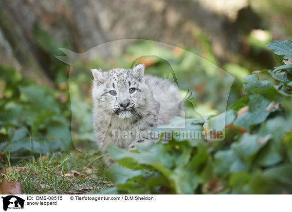 snow leopard / DMS-08515
