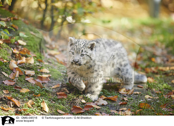 snow leopard / DMS-08516