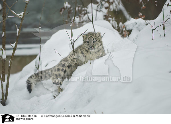 snow leopard / DMS-08646