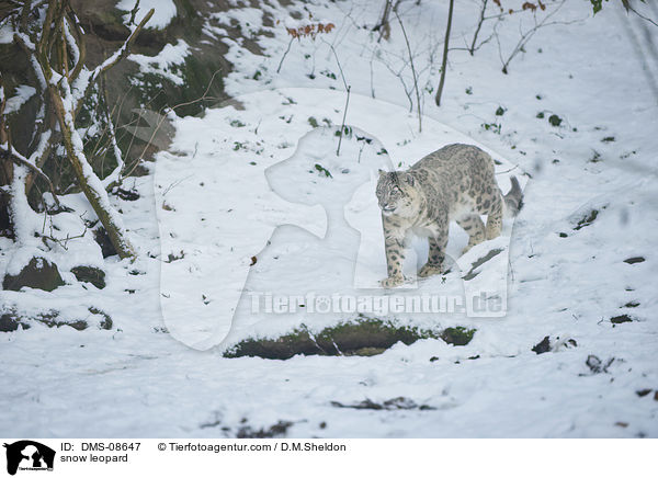 snow leopard / DMS-08647