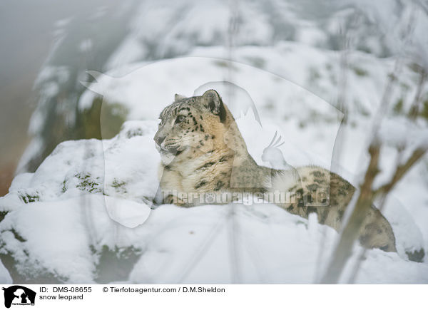 snow leopard / DMS-08655