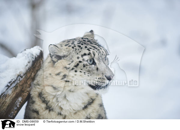 snow leopard / DMS-08659