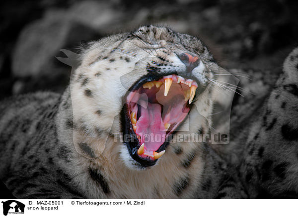 snow leopard / MAZ-05001