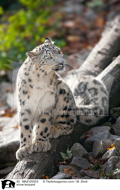 snow leopard / MAZ-05003