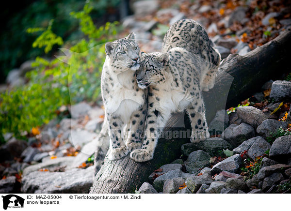 snow leopards / MAZ-05004