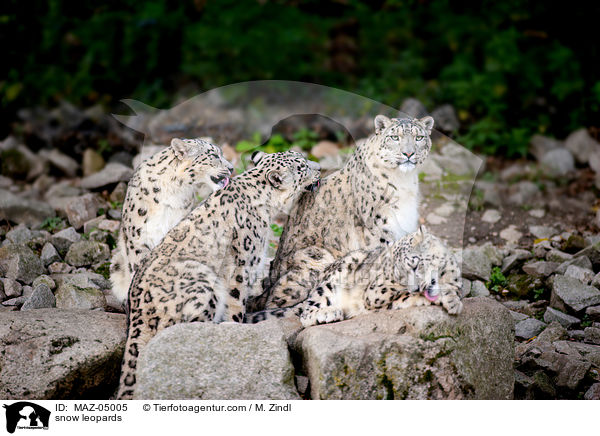 snow leopards / MAZ-05005