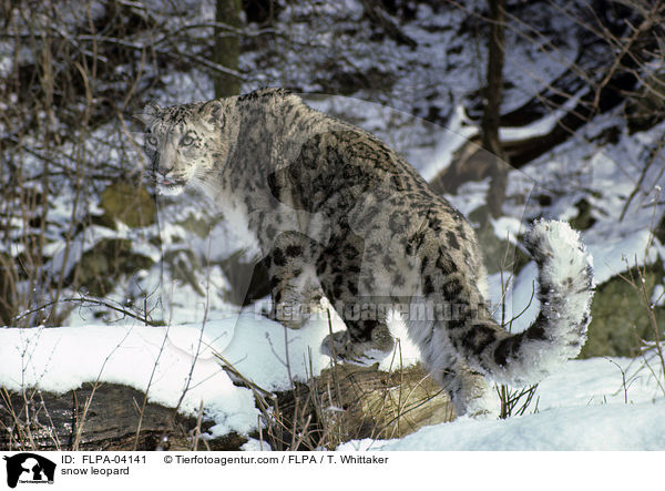 snow leopard / FLPA-04141