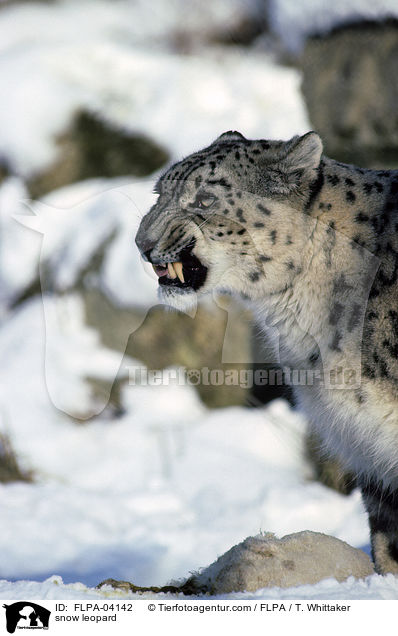 snow leopard / FLPA-04142