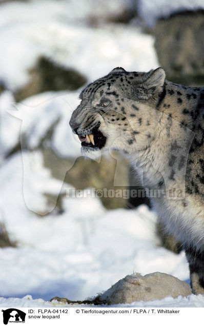 Schneeleopard / snow leopard / FLPA-04142
