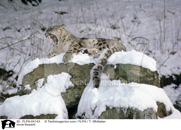 snow leopard / FLPA-04143