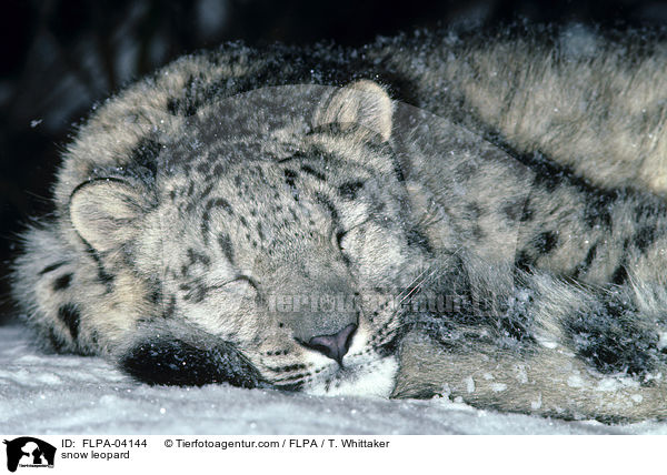 snow leopard / FLPA-04144