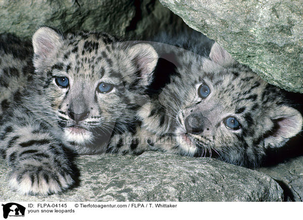 youn snow leopards / FLPA-04145
