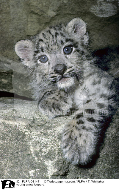 young snow leopard / FLPA-04147