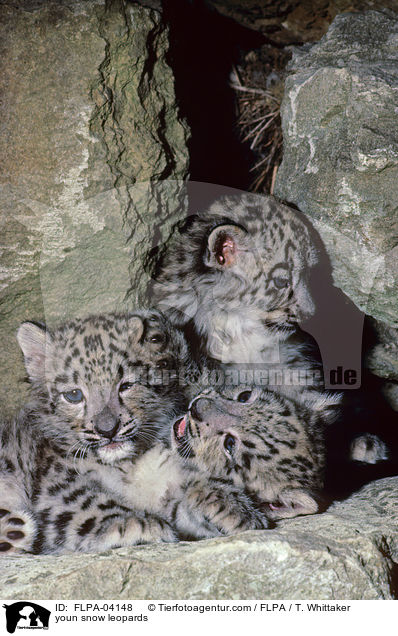 youn snow leopards / FLPA-04148