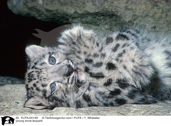 young snow leopard / FLPA-04149