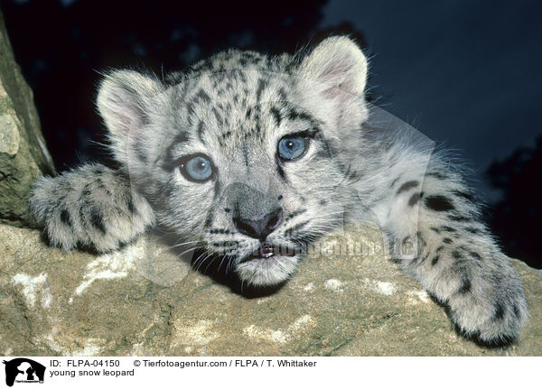 young snow leopard / FLPA-04150