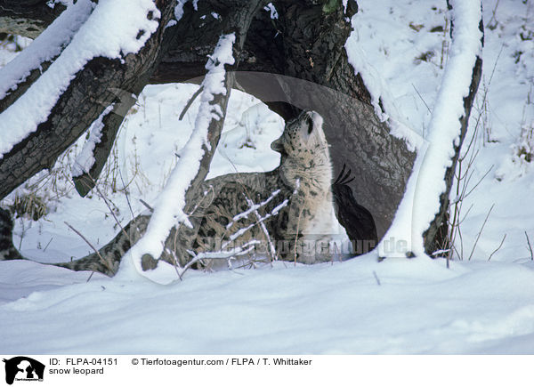 Schneeleopard / snow leopard / FLPA-04151