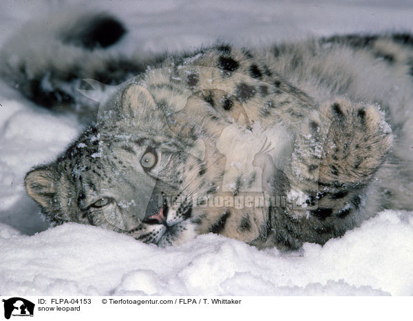 snow leopard / FLPA-04153