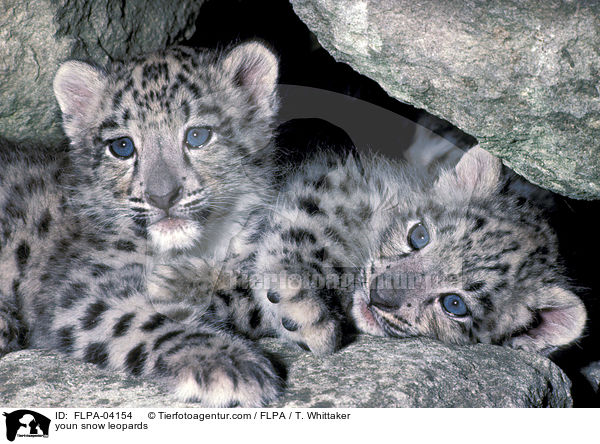 youn snow leopards / FLPA-04154