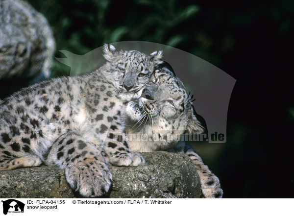 Schneeleopard / snow leopard / FLPA-04155