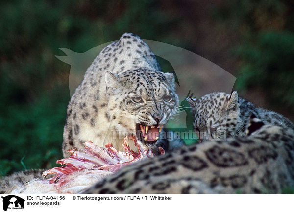 snow leopards / FLPA-04156