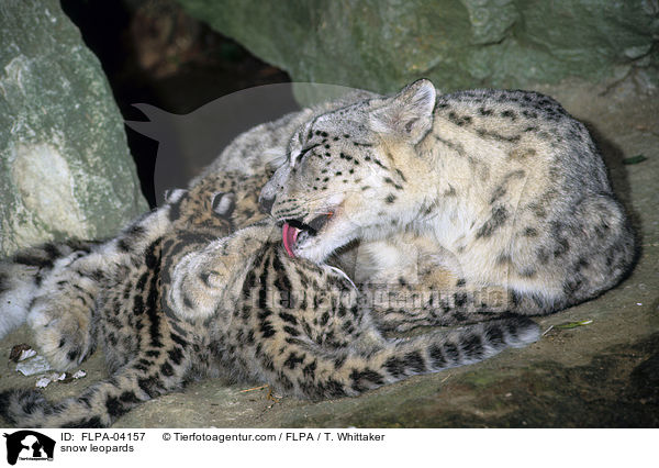 snow leopards / FLPA-04157