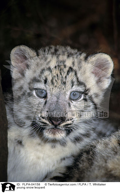 junger Schneeleopard / young snow leopard / FLPA-04158